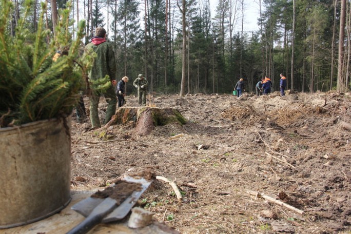 Более 750 гектаров новых лесов появится в области