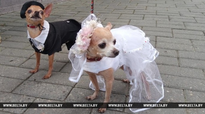 Собаки в свадебных и праздничных костюмах прошлись по Гродно