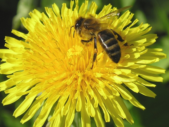 Посвященное пчелам 40-метровое панно появится возле Гродно