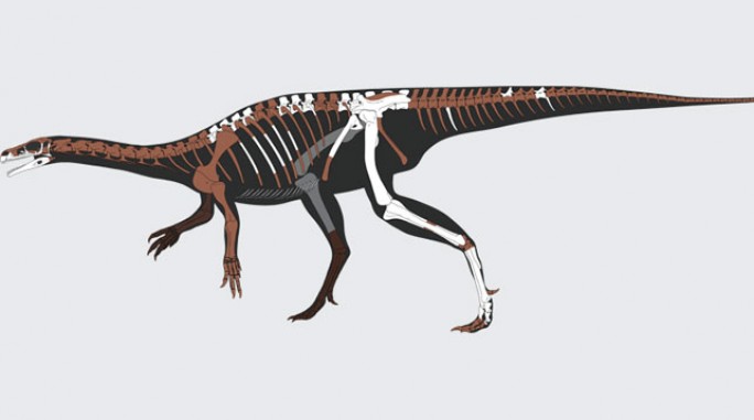 Бразильские ученые открыли новый вид динозавров