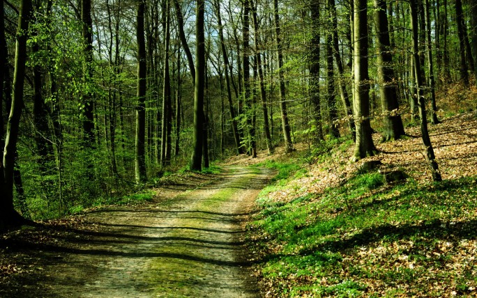 Во всех районах Гродненской области действует запрет на посещение лесов