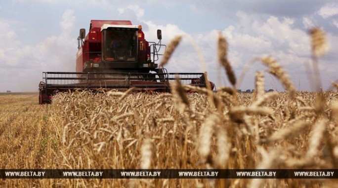 Первый миллион тонн зерна собран в Беларуси