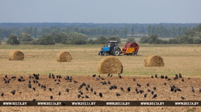 В Гродненском районе завершается уборка зерновых