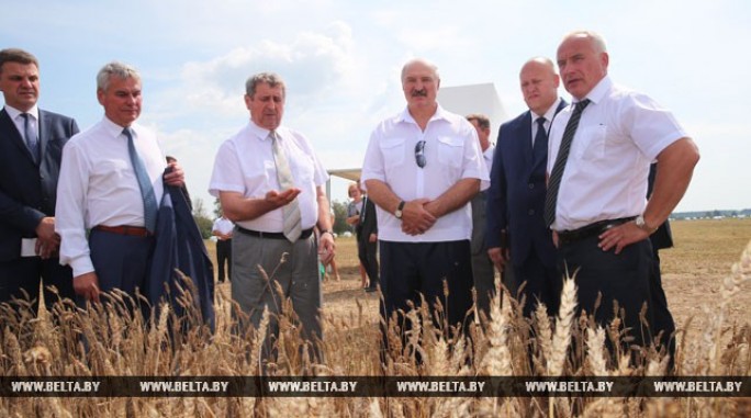 Лукашенко требует усилить технологическую и кадровую дисциплину во время уборочной