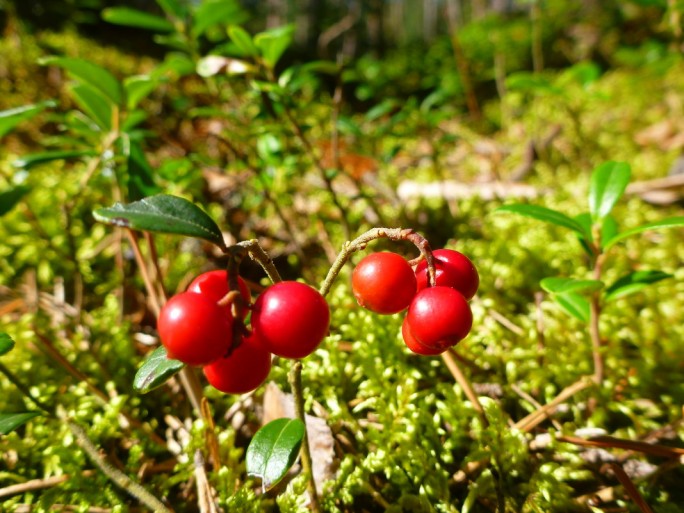 За брусникой – с 20 августа, за клюквой – с 6 сентября: установлены сроки сбора ягод