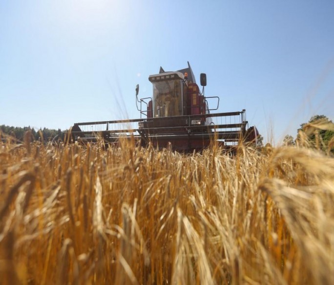 Белорусские аграрии намолотили более 4 миллионов тонн зерна