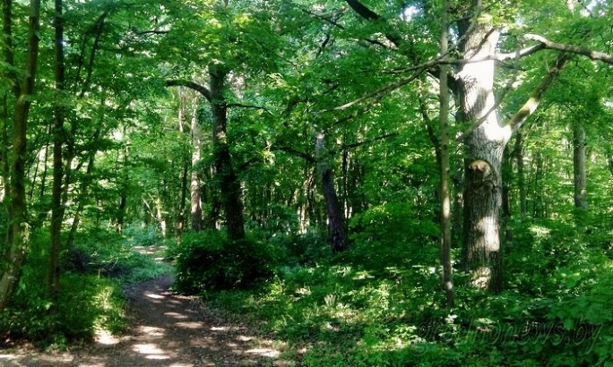 В Гродненской области леса открыты для посещения
