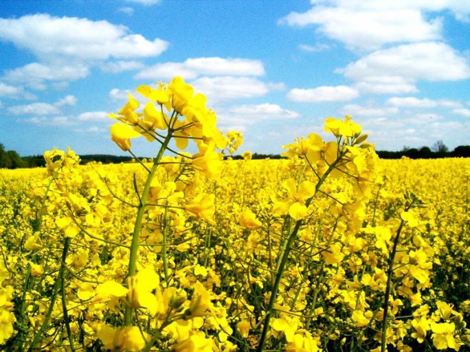 Прибыльные маслосемена. Как в СПК зарабатывают на рапсе