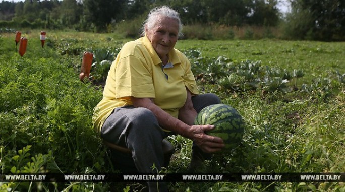 Около 20 арбузов вырастила на приусадебном участке пенсионерка из Гродненского района