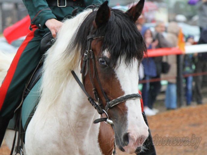 Конкур и мастер-класс по седловке: праздник лошади пройдет под Гродно