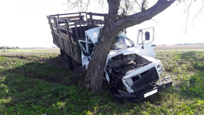 Под Гродно грузовик, перевозивший свиней, слетел в кювет и врезался в дерево