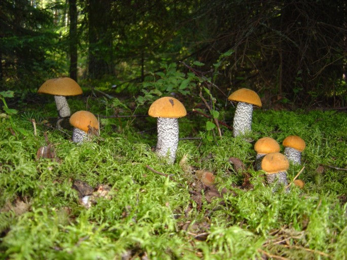 Как не заблудиться в лесу в грибной сезон?