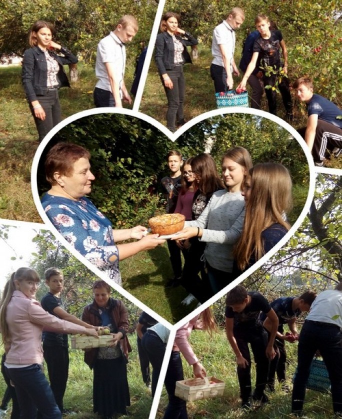 Волонтёры Мостовщины помогают убирать яблоки и угощают пирогами