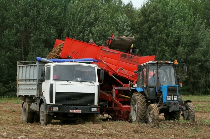 В Гродненской области картофель убран почти на трети площадей