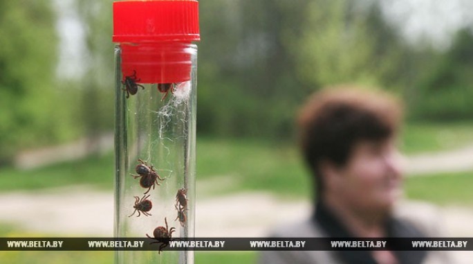 В Беларуси наблюдается второй пик активности клещей