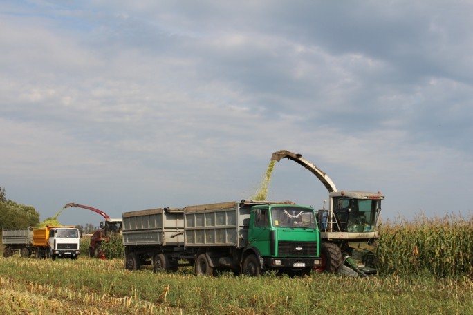 Кукуруза убрана на 50% площадей Гродненского региона