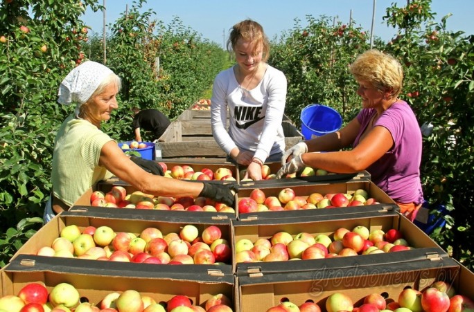 В садах Гродненской области урожай яблок в 1,5 раза больше прошлогоднего