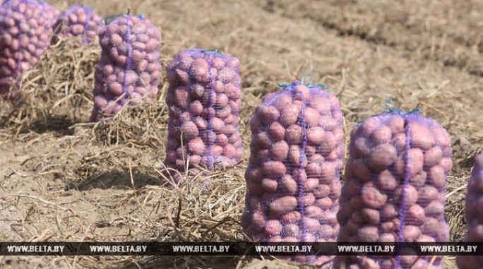 В Беларуси убрано более 80% площадей картофеля