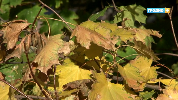 На Гродненщине наблюдается второй пик активности клещей