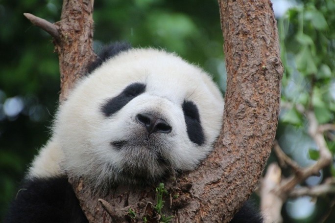 В Китае туристам запретили кормить панд и делать с ними фото