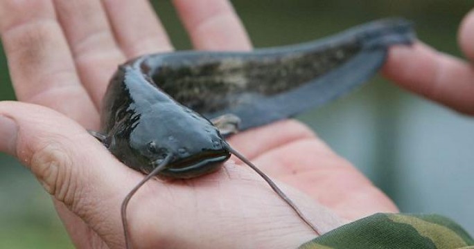 Запрет на лов сома и сига вводится в Беларуси с 1 ноября