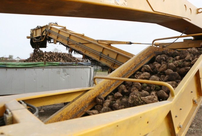 Аграрии Гродненщины завершили уборку сахарной свеклы