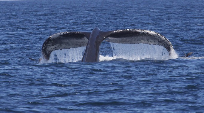 В Канаде горбатый кит, чтобы поесть, притворился бассейном