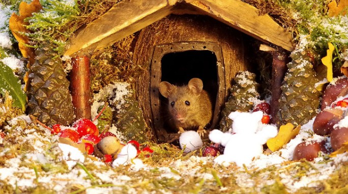 Британец построил у себя в саду город для мышей