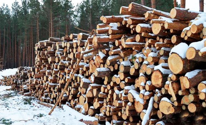 Как гражданам правильно заготовить дрова?