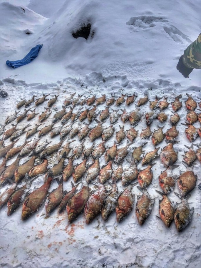 Браконьеры со 134 килограммами пойманной рыбы задержаны в Гродно