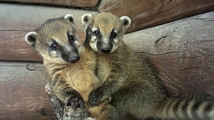 Селфи с «пушистиками», «обнимательная» выставка и кормление валентинками. Зоопарк приглашает на праздник «Влюбленных зверят»