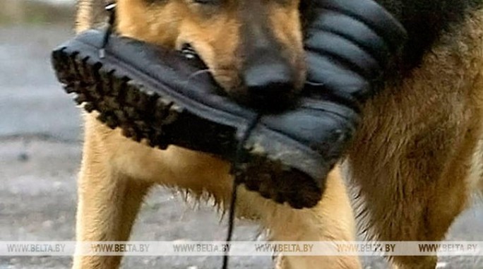 За нападение собак на людей в Гродненской области за год составлено более 60 протоколов