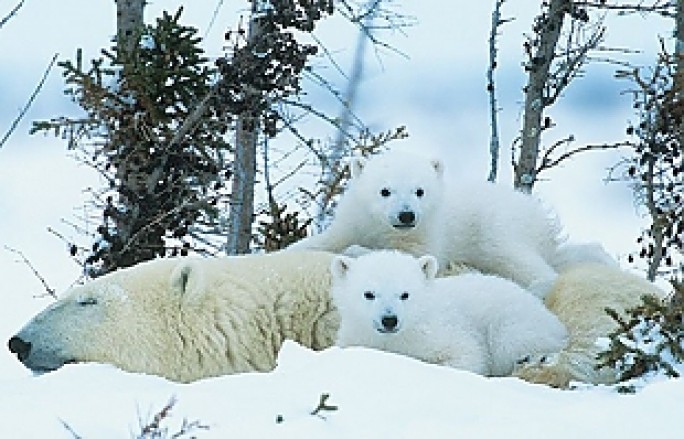 Режим ЧС из-за нашествия белых медведей ввели на Новой Земле