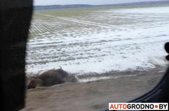Вечером возле Гродно сбили зубра. Читатели: он пролежал живым до утра в канаве