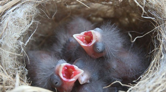 Уничтожение гнезд птиц в Беларуси запрещено с 16 февраля