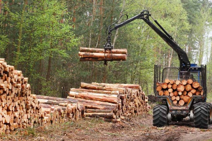 Изменения в Лесном кодексе: станет проще заготавливать дрова, а ремесленникам – лещину