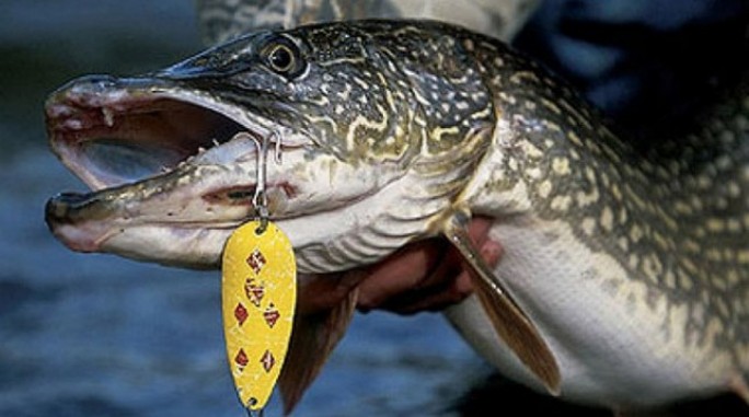Щука за… 230 рублей. С 1 марта по 15 апреля вводится запрет на ловлю щуки
