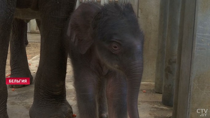 В бельгийском зоопарке родился слоненок: его имя выберут в соцсетях