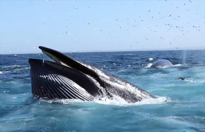 Кит наполовину заглотил человека, а потом взял и отпустил