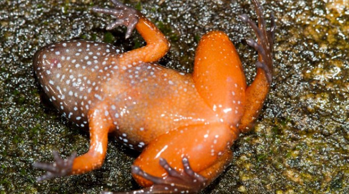 В Индии впервые обнаружена звездная лягушка
