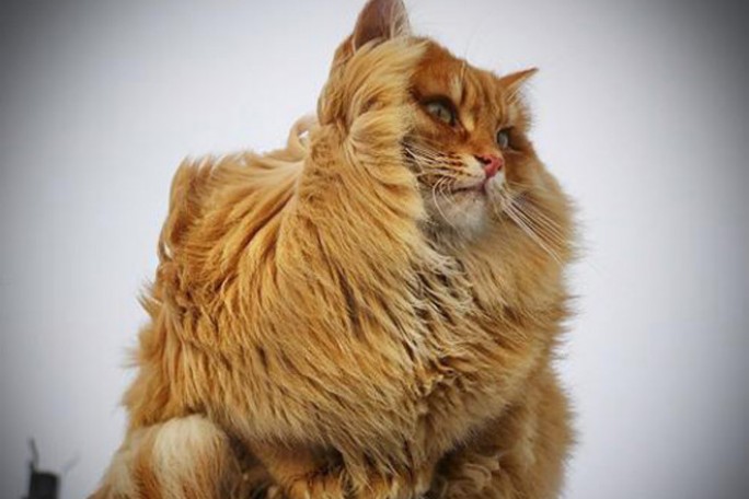 Оранжевый уровень опасности из-за сильного ветра объявлен в Беларуси 16 марта