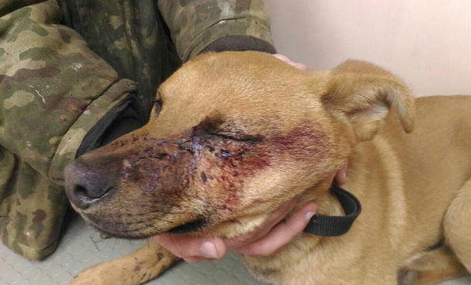 В Гродно мужчина убил собаку соседа после того, как она его покусала
