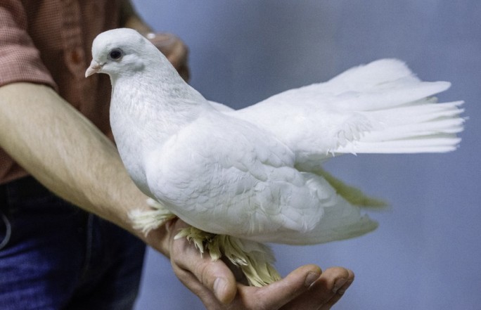 Почтового голубя продали за рекордные 1,25 миллиона евро