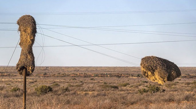 Гигантские птичьи гнезда в пустыне ЮАР