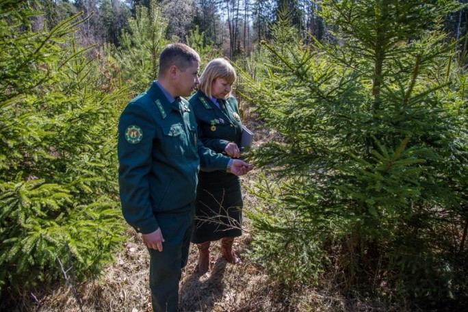 4,5 миллиона деревьев высадят на «Неделе леса-2019» в Гродненском регионе