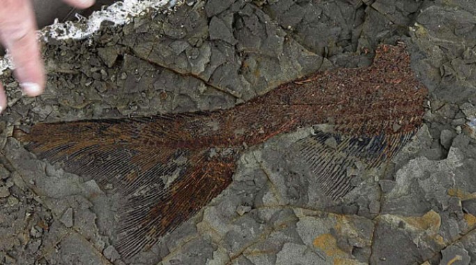 Ученые обнаружили захоронение доисторических существ, погибших вместе с динозаврами