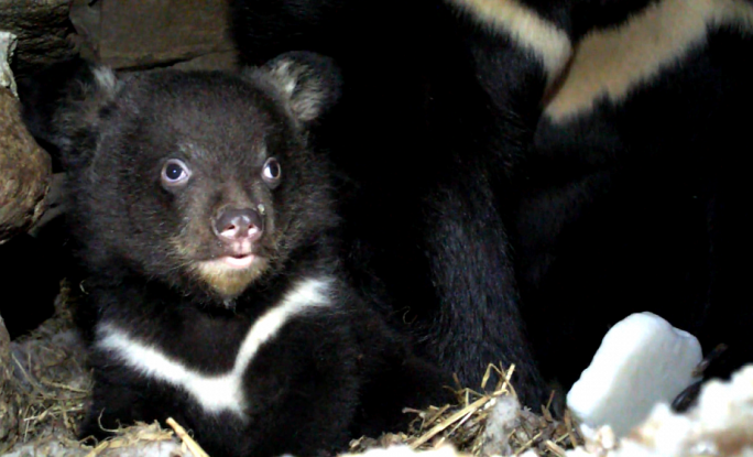 В Гродненском зоопарке впервые родился малыш гималайского медведя