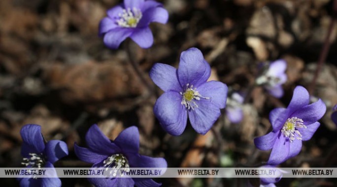 Кратковременные дожди и +17°С ожидается в Беларуси 21 апреля