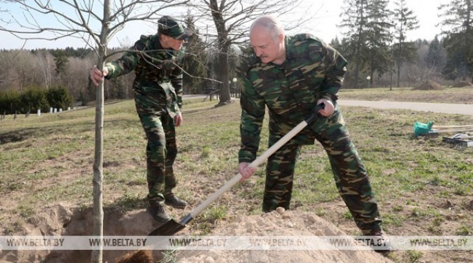 Лукашенко участвует в посадке деревьев на 'Линии Сталина'