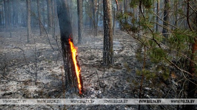 Пожар в Гродненском районе уничтожил около 30 га леса